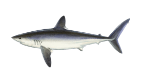 Shark (Porbeagle)